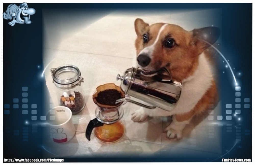 Funny Animals Funpics