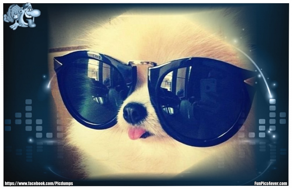 Funny Animals Funpics