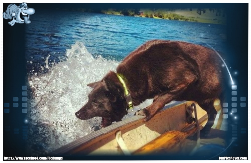 Funny Animals Funpics