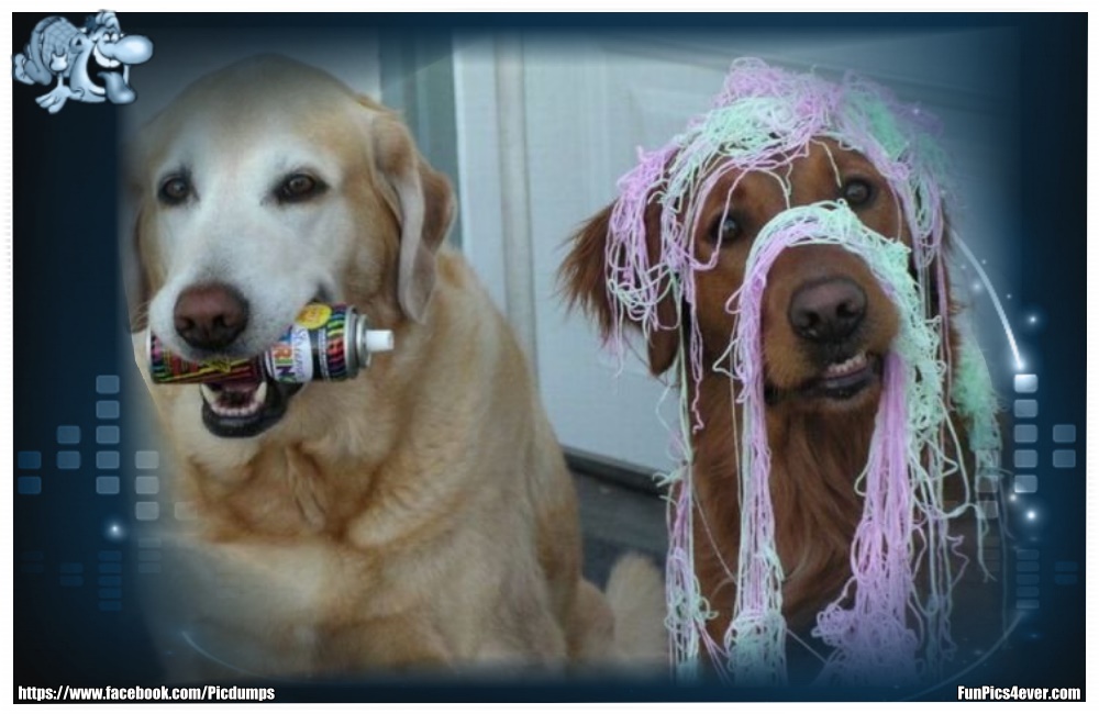 Funny Animals Funpics