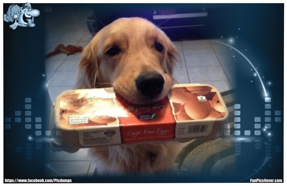 Funny Animals Funpics