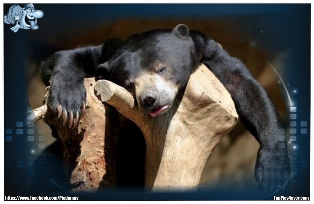 Funny Animals Funpics