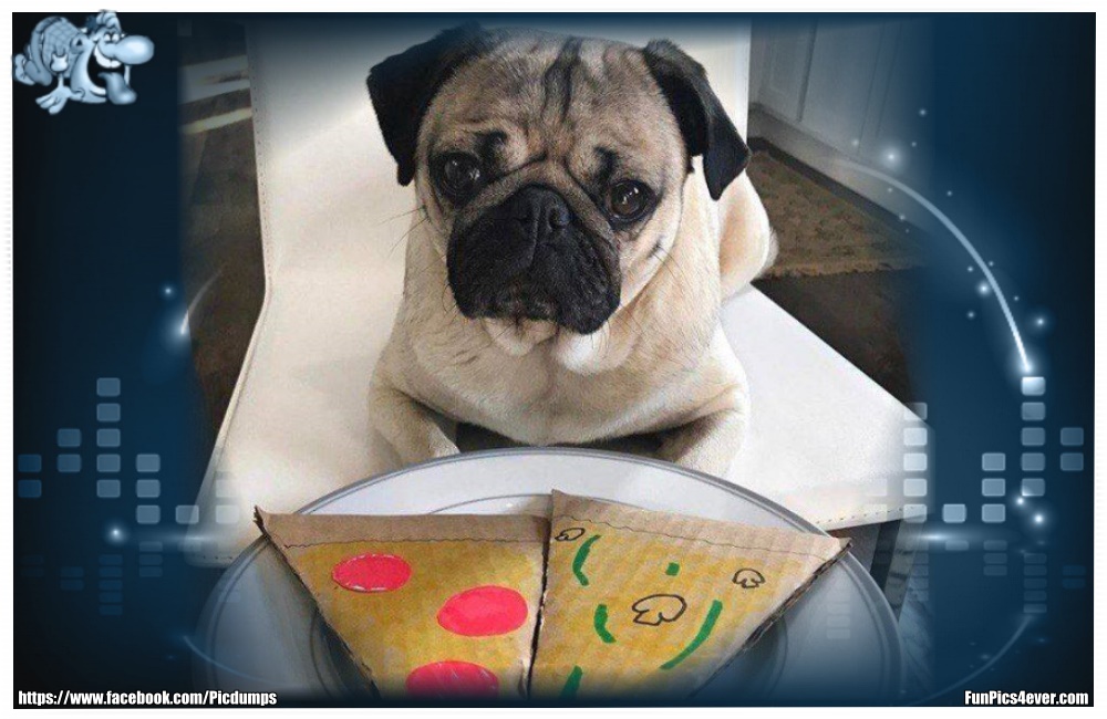 Funny Animals Funpics