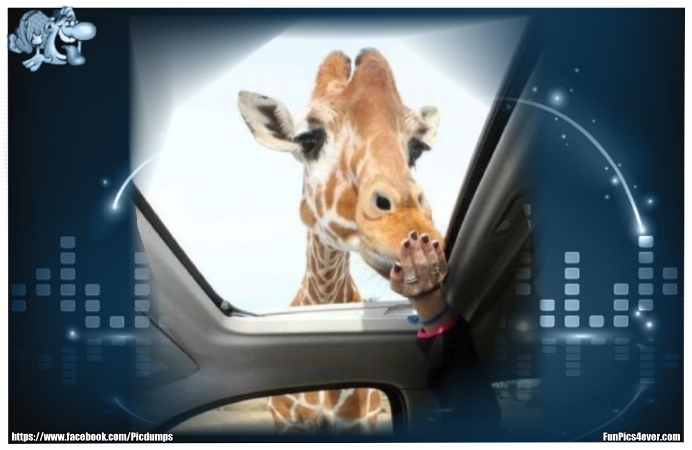 Funny Animals Funpics