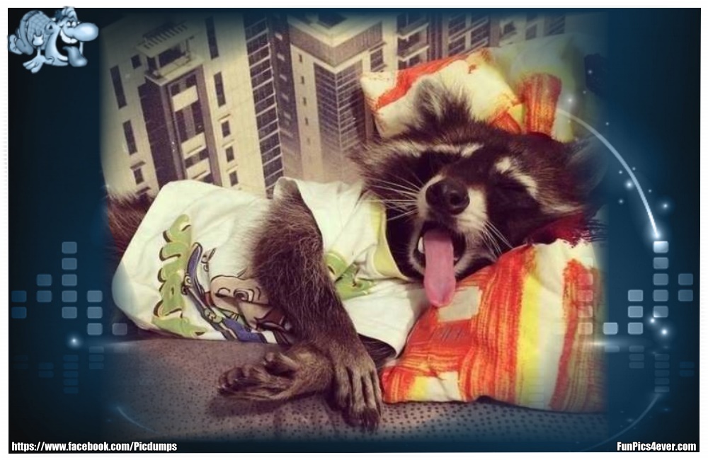 Funny Animals Funpics