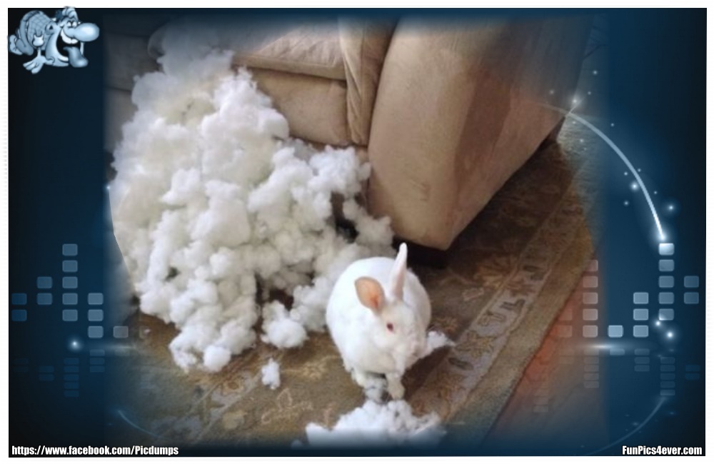 Funny Animals Funpics