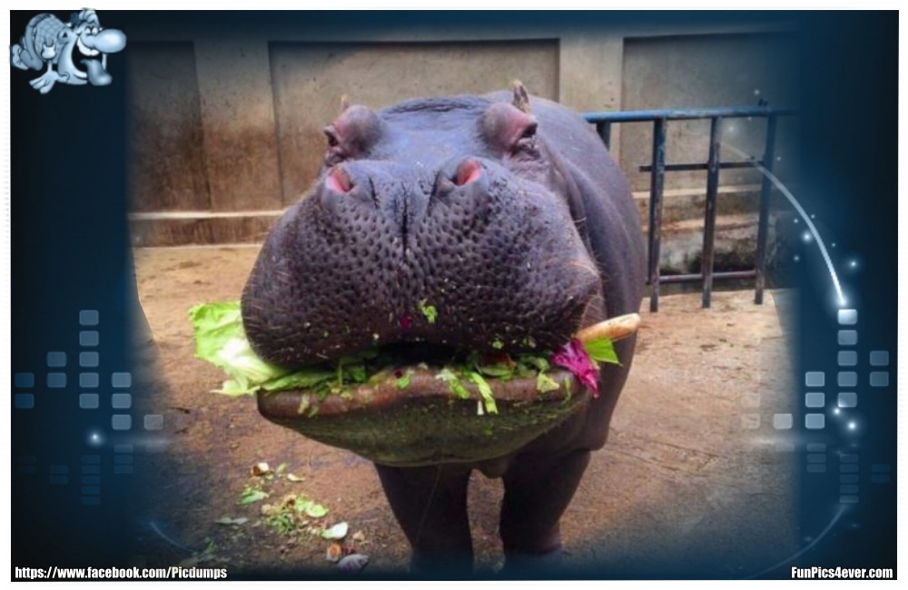 Funny Animals Funpics