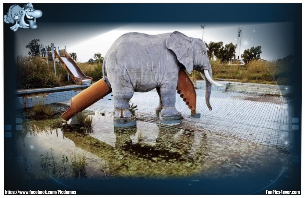 Funny Animals Funpics