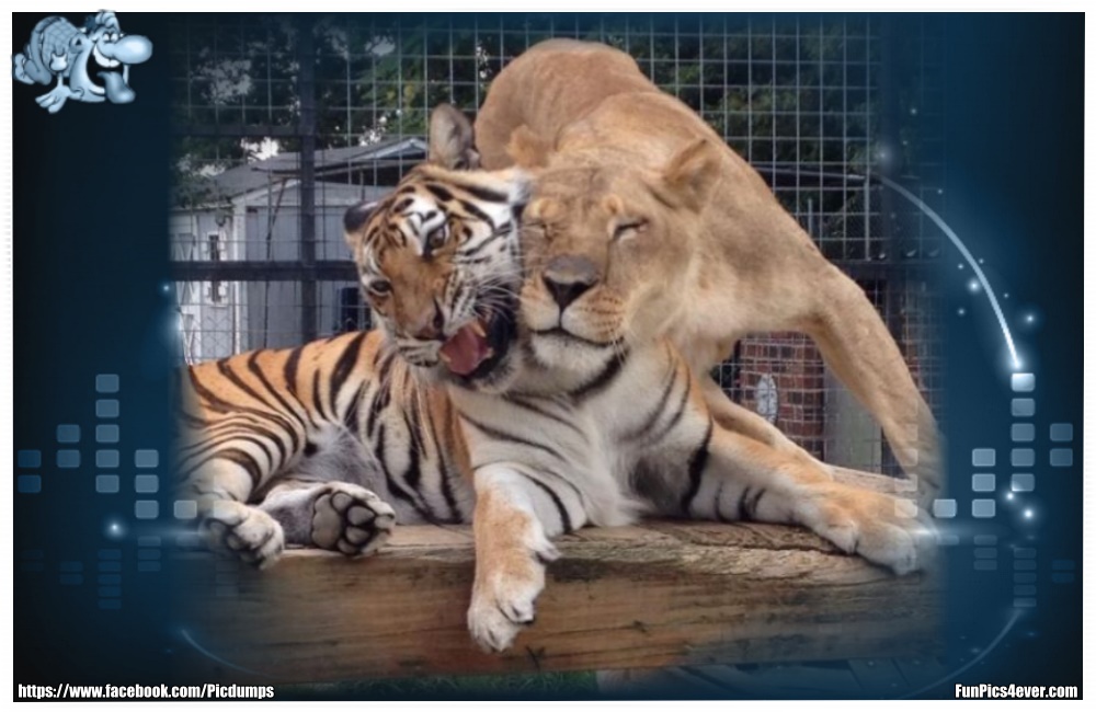 Funny Animals Funpics