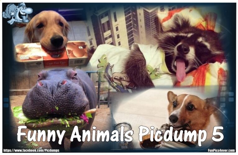 Funny Animals #5