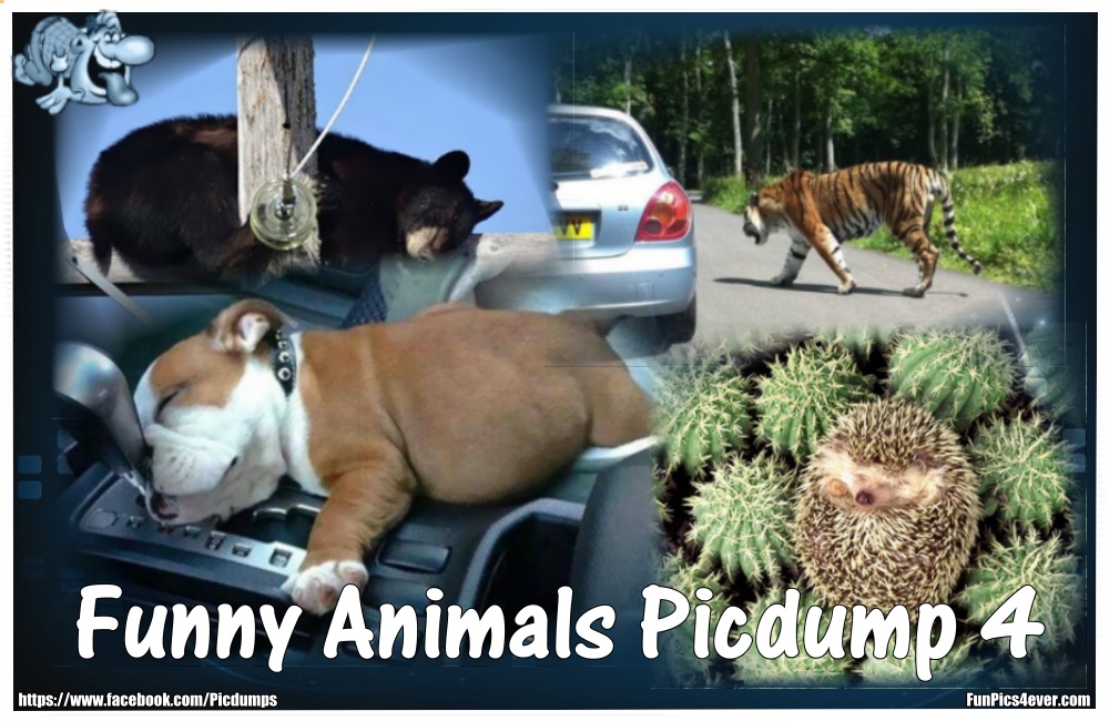 Funny Animals #4