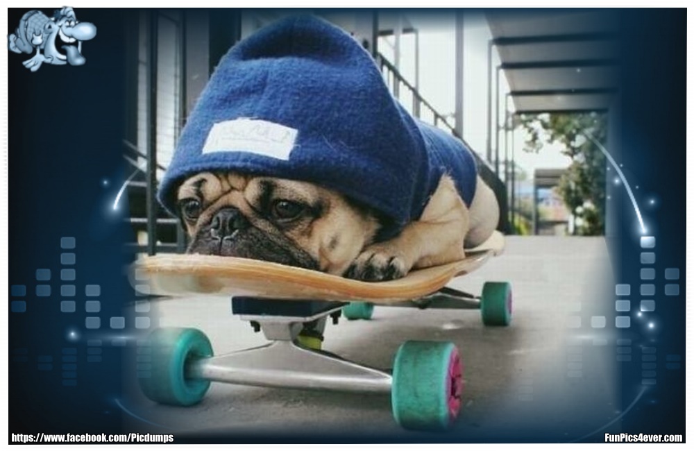 Funny Animals Funpics