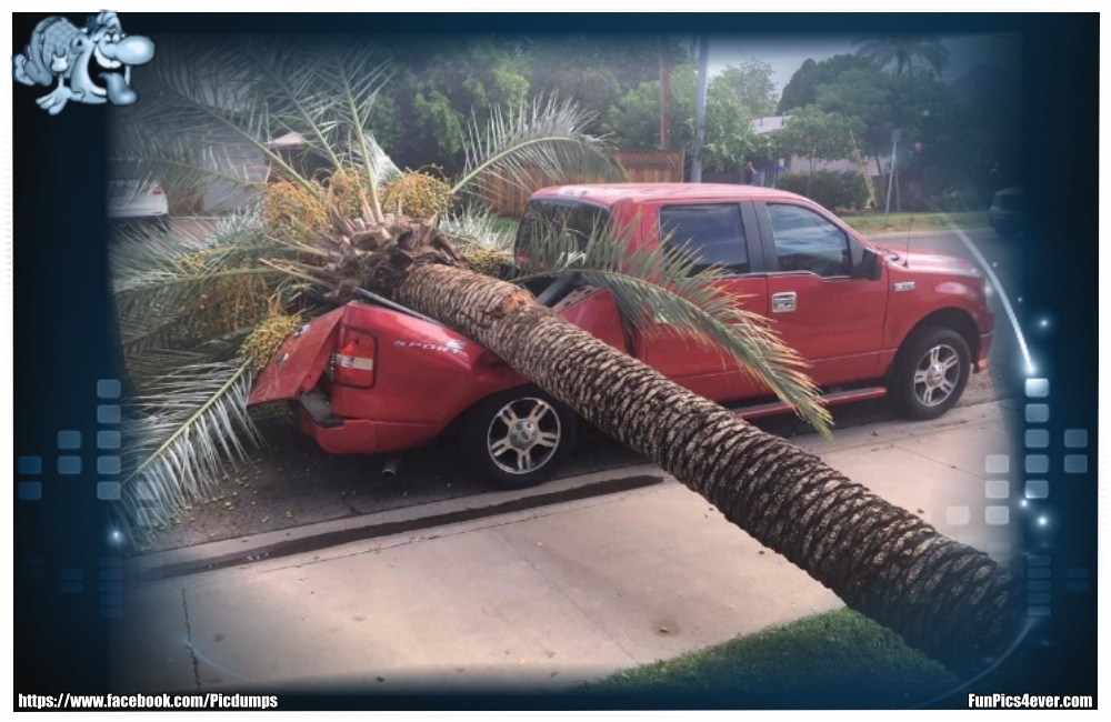 Palme umgefallen - heute ist nicht der Glückstag vom Autofahrer. Zur falschen Zeit am falschen Ort.