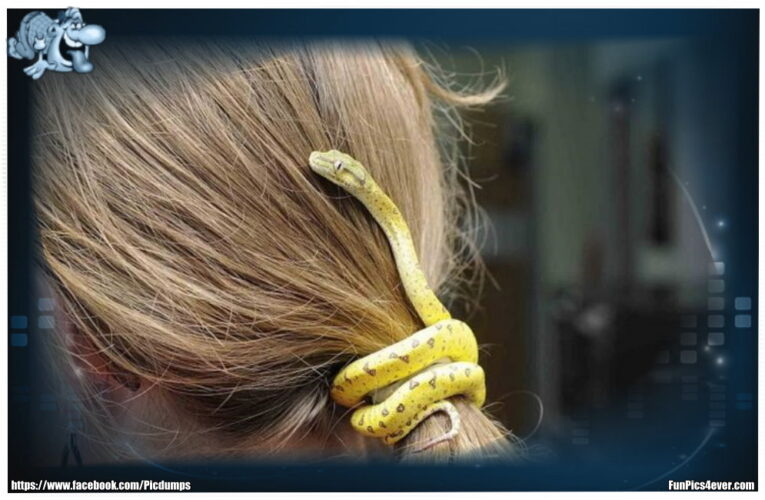 Schlange im Haar