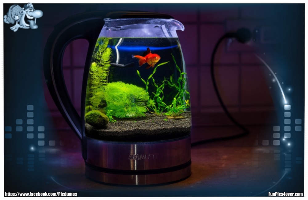 Wer hat schon ein Aquarium im Wasserkocher? Tolle Idee.