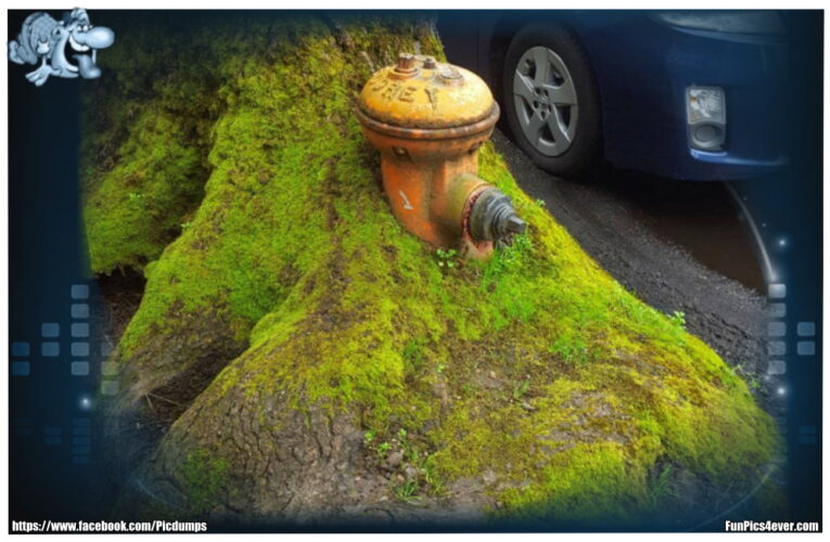 Baum Hydrant
