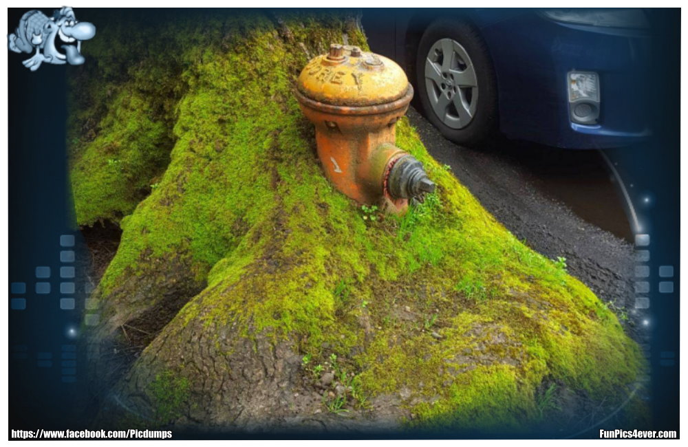 Baum Hydrant - da wird es aber langsam knapp. Der Baum macht es der Feuerwehr nicht gerade leicht.
