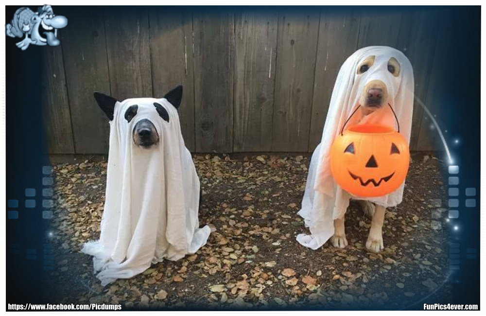 Dog Halloween - ist zwar noch ein bisschen hin, sieht aber schon mal ganz gut aus.