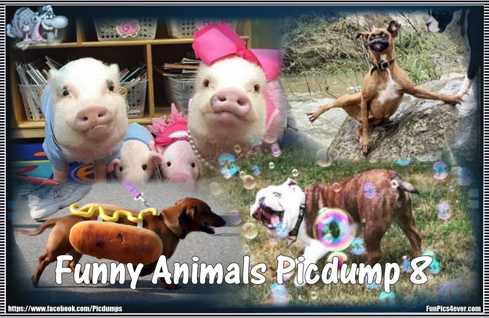 Funny Animals #8