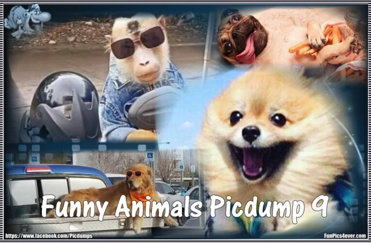 Funny Animals #9
