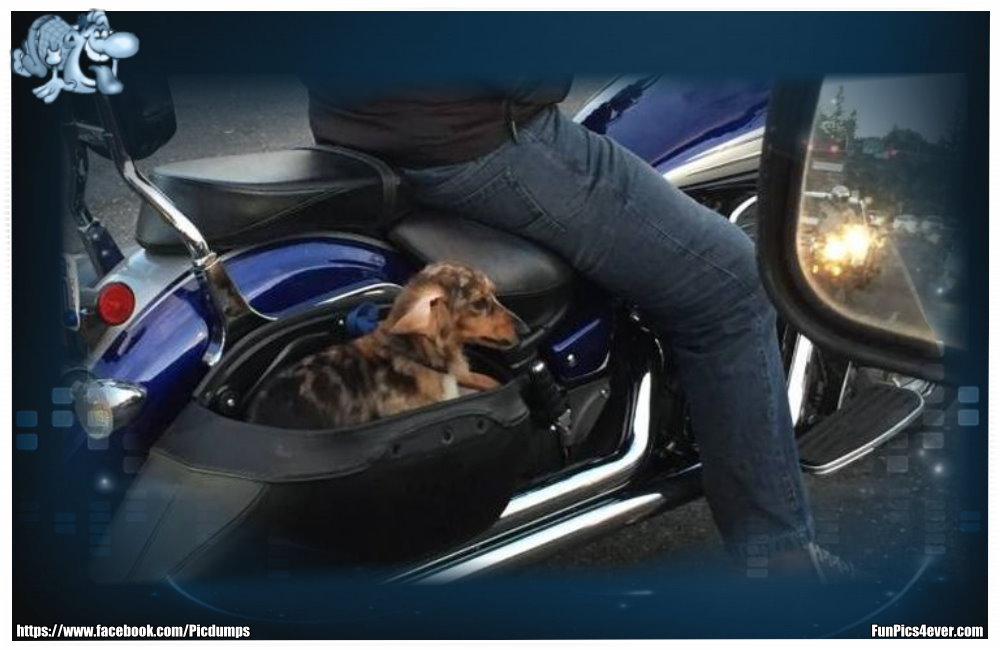 Hund in Tasche - hier ist der kleine Racker immer dabei und hat auch eine schöne Aussicht.