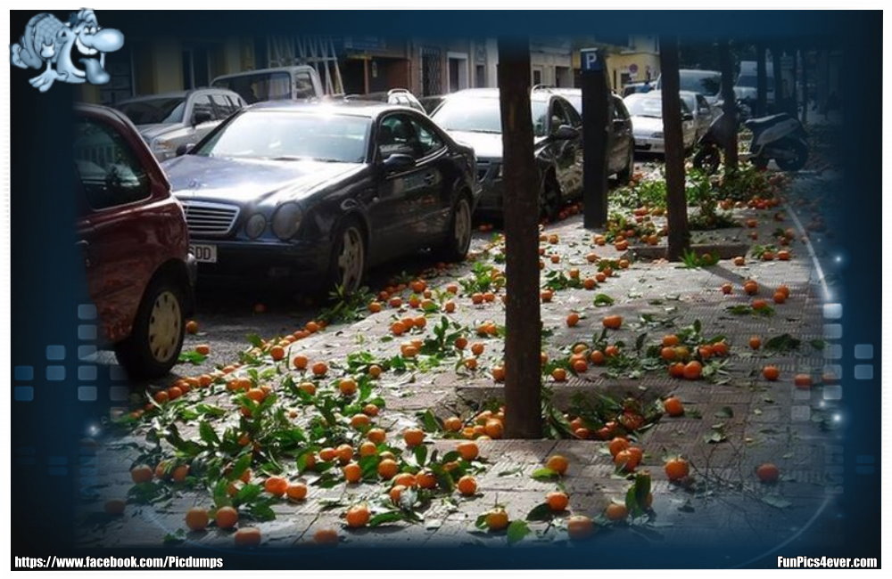 Orangen Ernte - hier ist ein Kopfschutz auf jeden Fall Pflicht. Auch an den Autos wird es fette Beulen geben.Orangen Ernte - hier ist ein Kopfschutz auf jeden Fall Pflicht. Auch an den Autos wird es fette Beulen geben.