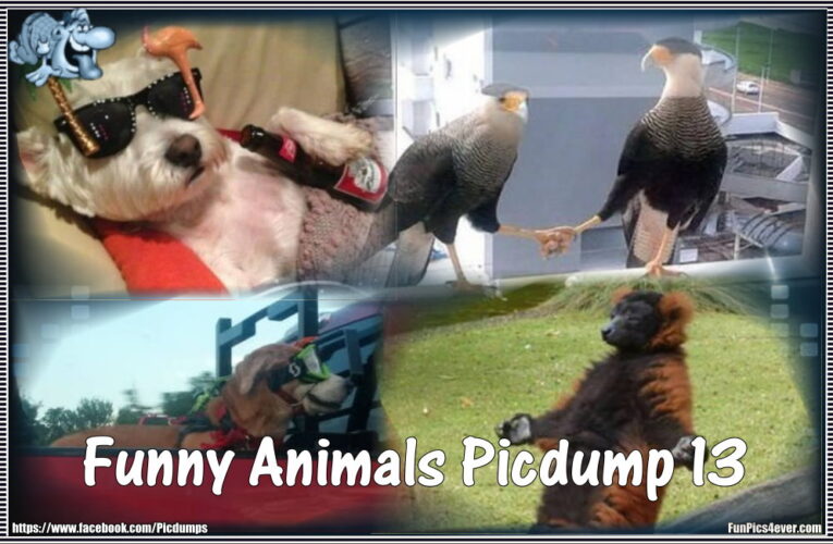 Funny Animals #13