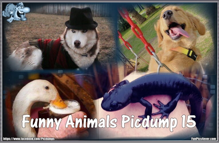 Funny Animals Picdump #15