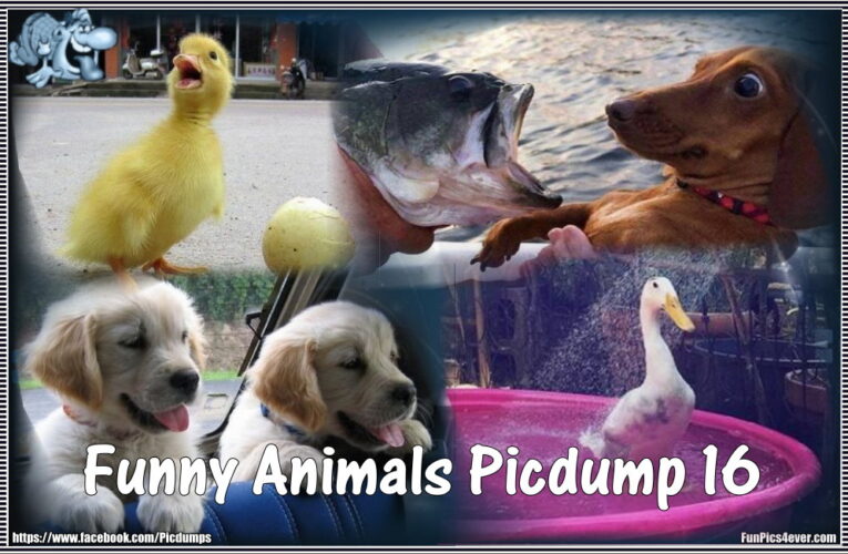 Funny Animals Picdump #16