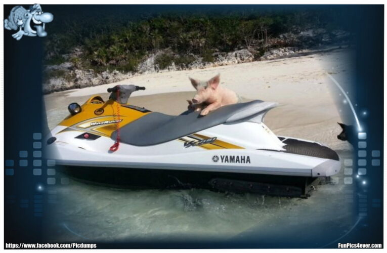 Jet Ski Schwein