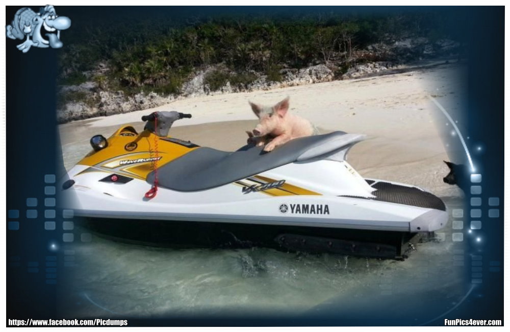 Ein Schwein auf einem Jet Ski sieht man auch nicht jeden Tag. Nicht zu fassen.