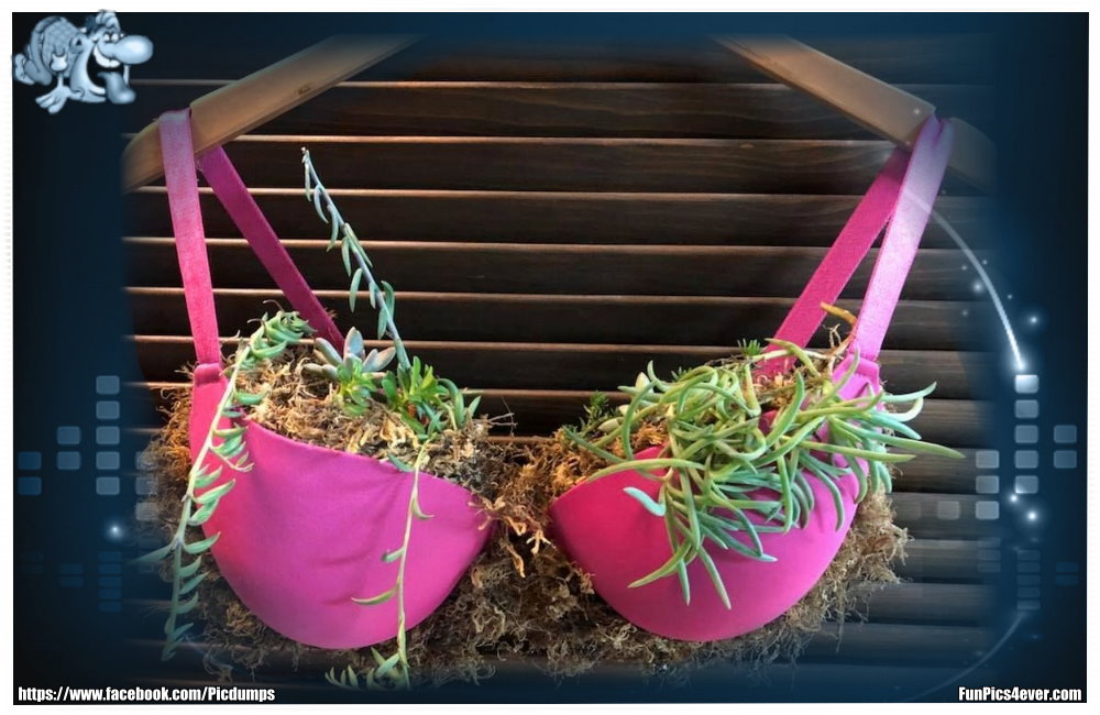 Endlich mal eine kreative Idee. Einen BH als Blumenkasten hat auch nicht jeder.