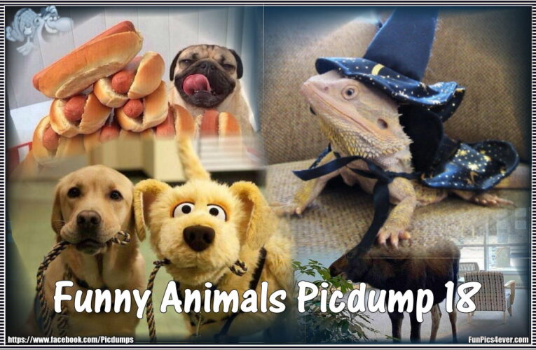 Funny Animals Picdump #18