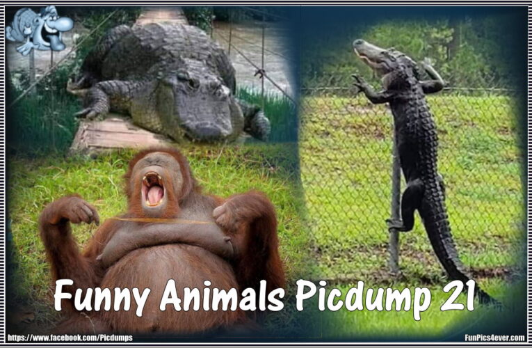 Funny Animals Picdump #21