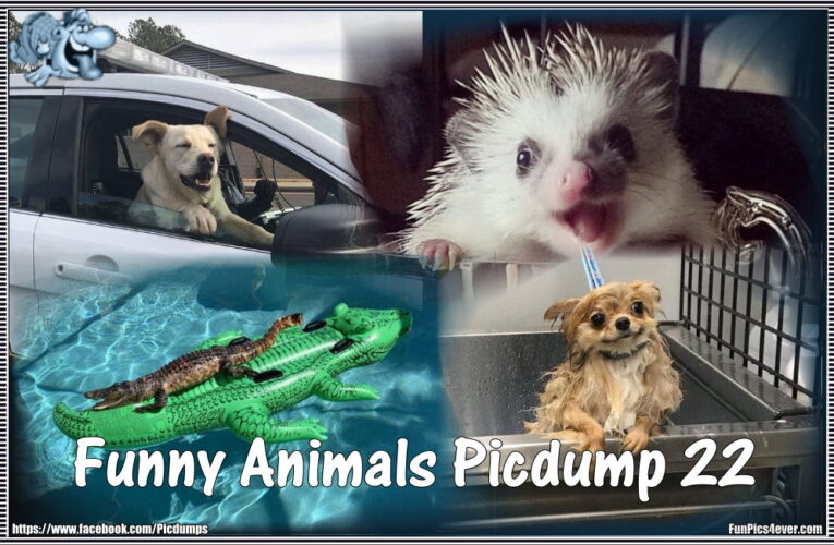 Funny Animals Picdump #22
