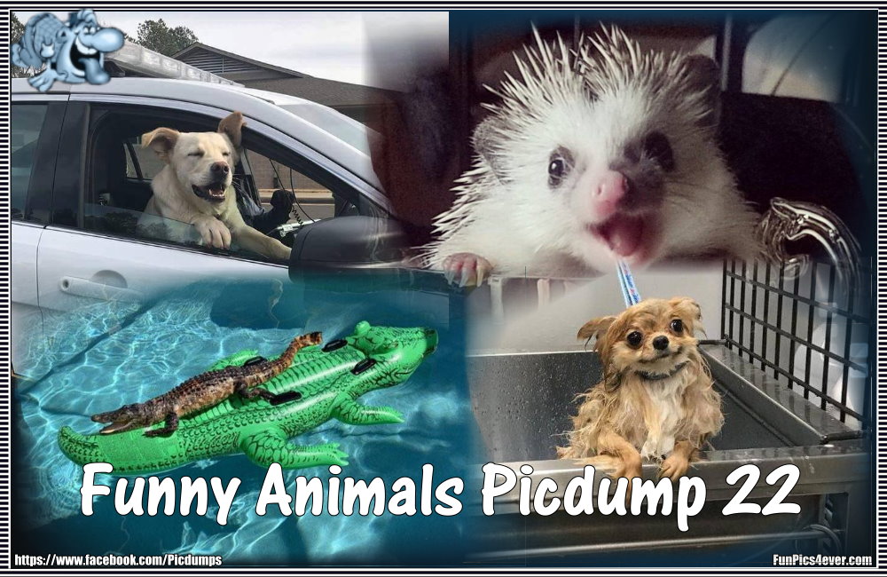 Funny Animals Picdump #22