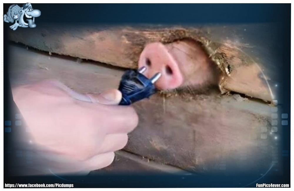 Ihr fragt euch, wieder Strom in den Stall kommt. Ganz einfach, über eine Schweine Steckdose.
