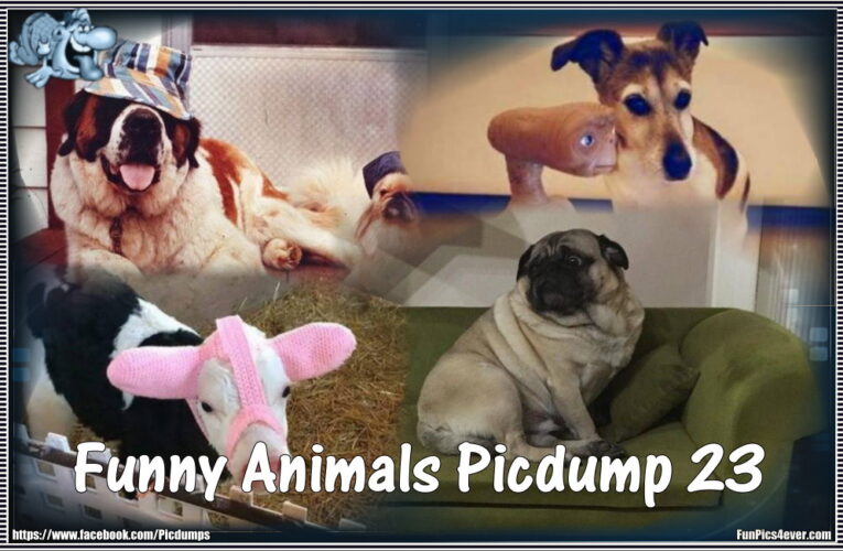 Funny Animals Picdump #23