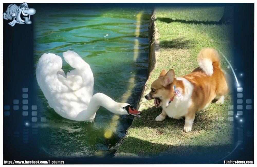 Wer wird den hier der Gewinner sein? Schwan oder Hund?